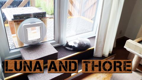 Odin And Luna Having A Nap While Is Raining Outside