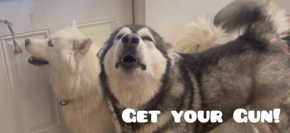 Huskies On High Alert After Spotting A Bear In Their Back...