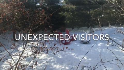 Unexpected Visitors in Canada 