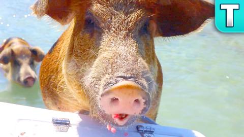 Pigs Swimming in the Bahamas