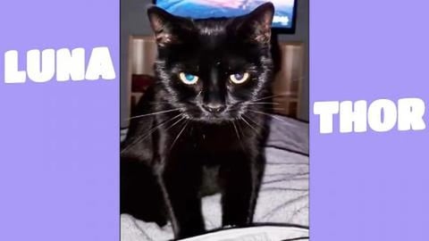 Such a beautiful kitten