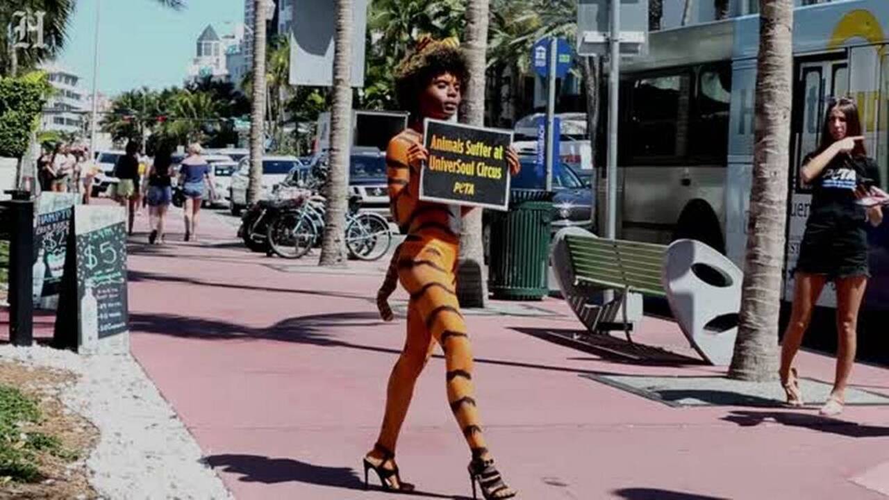 Peta S Nude Tiger Protests Universoul Circus On Miami Beach