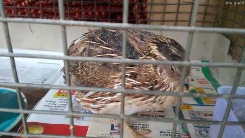 My quail in the cage HD