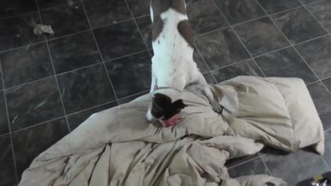 Time to brush a Husky & terriers teeth
