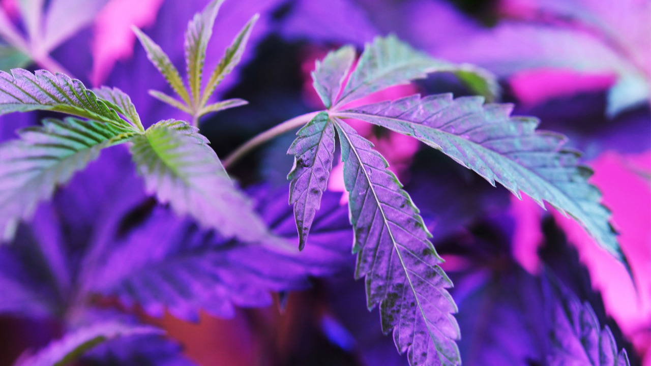 Two Fresno weed dispensaries are open. Which opened first? Fresno Bee