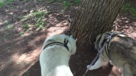 Walk around East Toowoomba with husky's