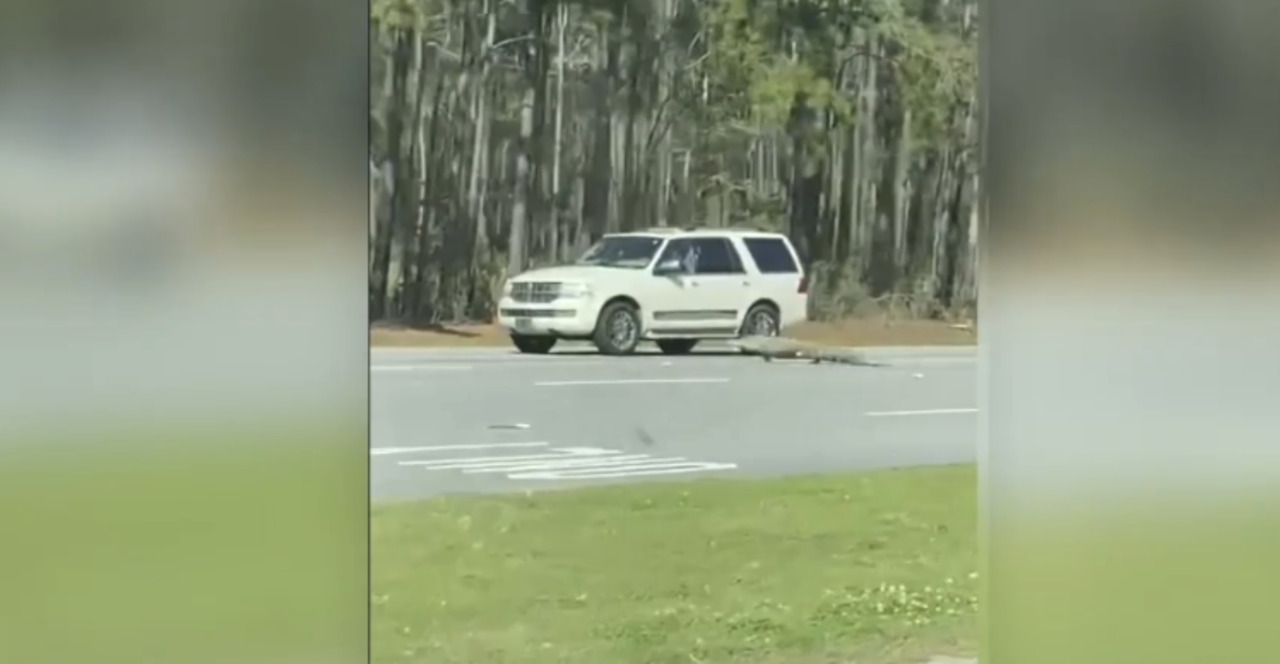 Alligator caught on video crossing US 278 in Bluffton SC Hilton Head