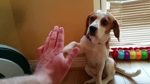 Dogs are More Than Pets, They are Family 