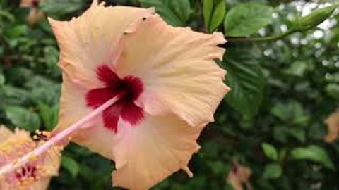 HOW TO PROPAGATE HIBISCUS & PLANTING METHOD & CARE TAKING...