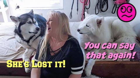 Husky & Malamute Ask For A Story | Someone Starts Snoring...