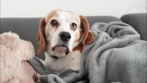 How Our Stubborn Beagle Dogs Behave : Funny Dogs Video