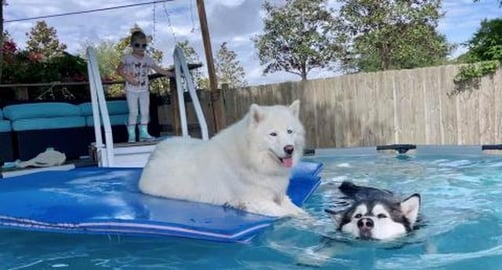 Save Your Breath - This Malamute Ain't Gettin' Out The Po...