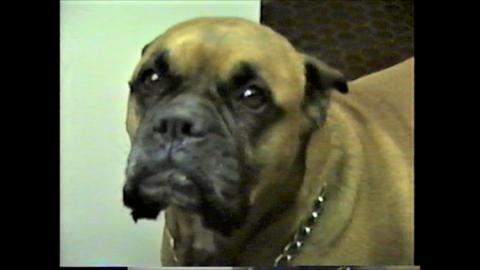 Funny Talking Boxer Has A Lot To Say!