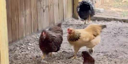 Chickens Fight Over Mice They Catch In Their Coop
