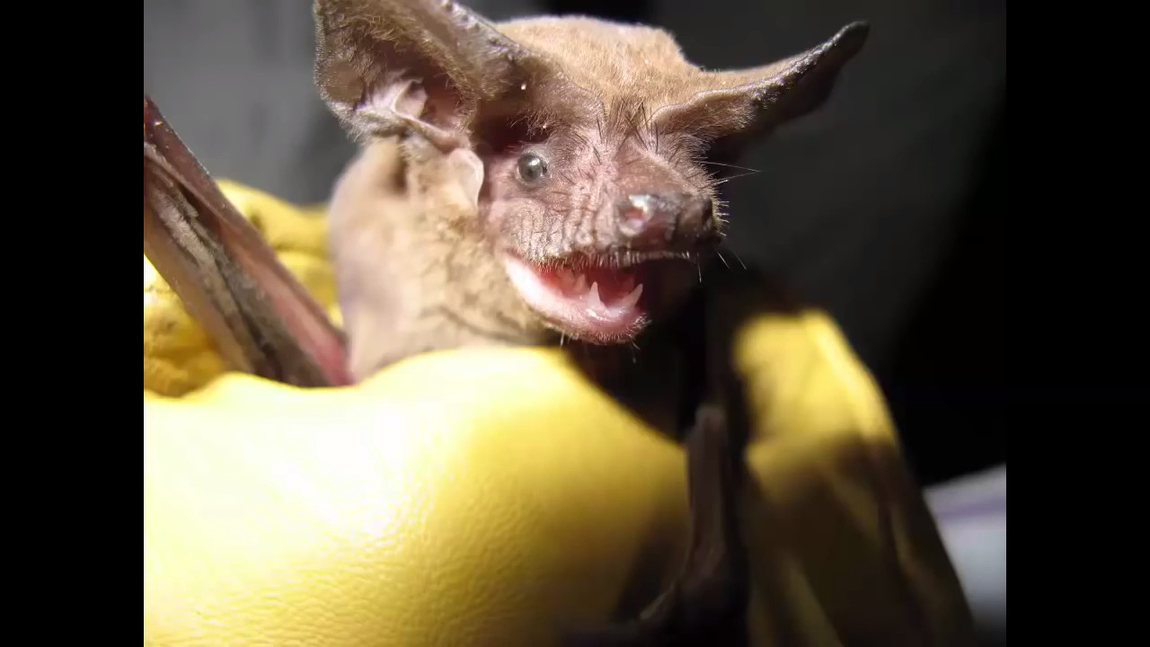 Tampa man is stuck living with bats in his apartment