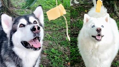 Malamute & Husky Find Cheese Hanging In Tree! They Find I...