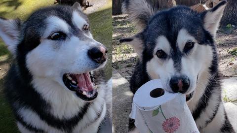 Paper Towel Challenge! Malamute Argues While Trying To St...