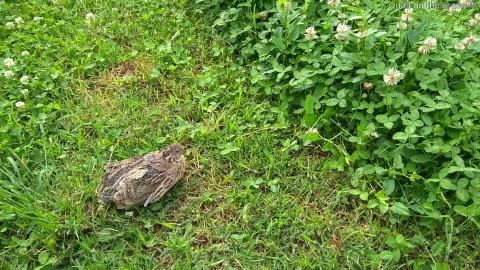 Quail on the grass !!!