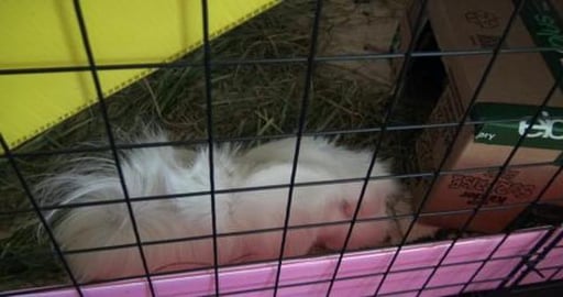 Guinea Pigs try cabbage & where's Malamute Wolf?