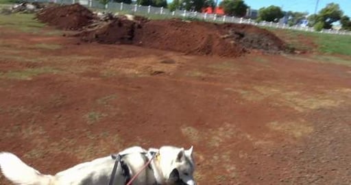 Huskies chasing Hare at Toowoomba Cemetery