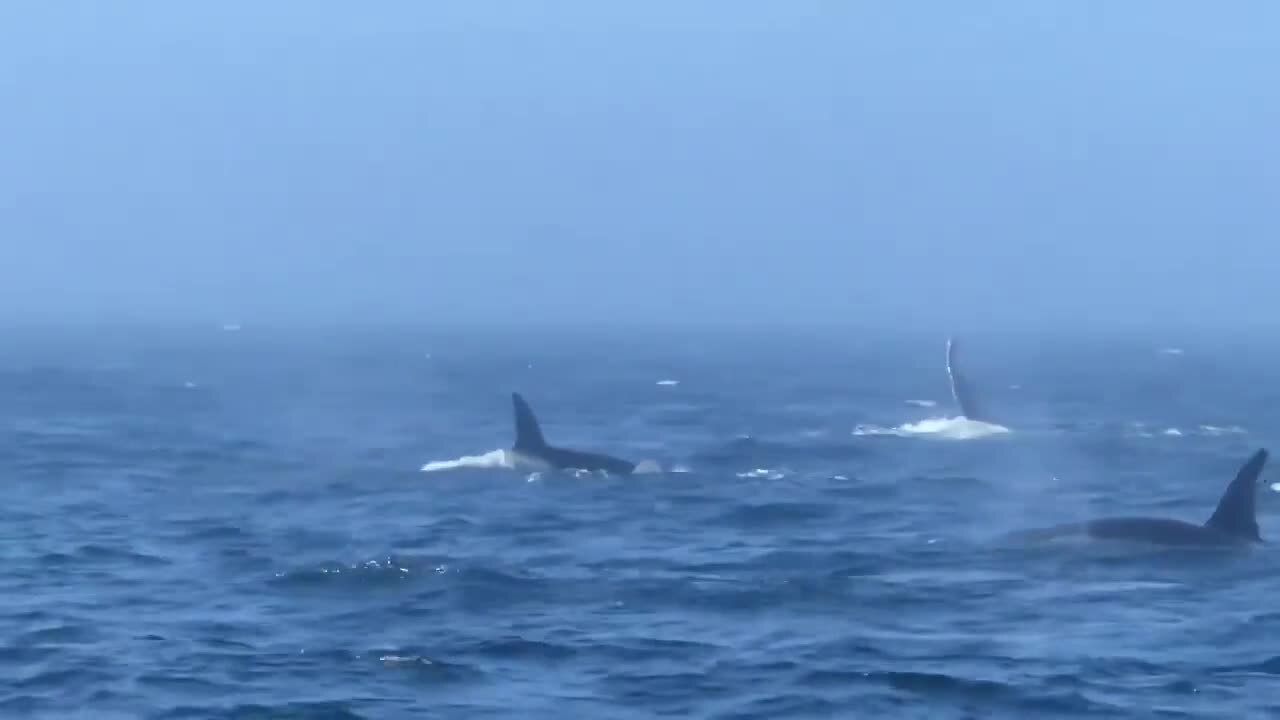 Orcas vs. humpbacks: Whales brawl off Washington coast | Tacoma News