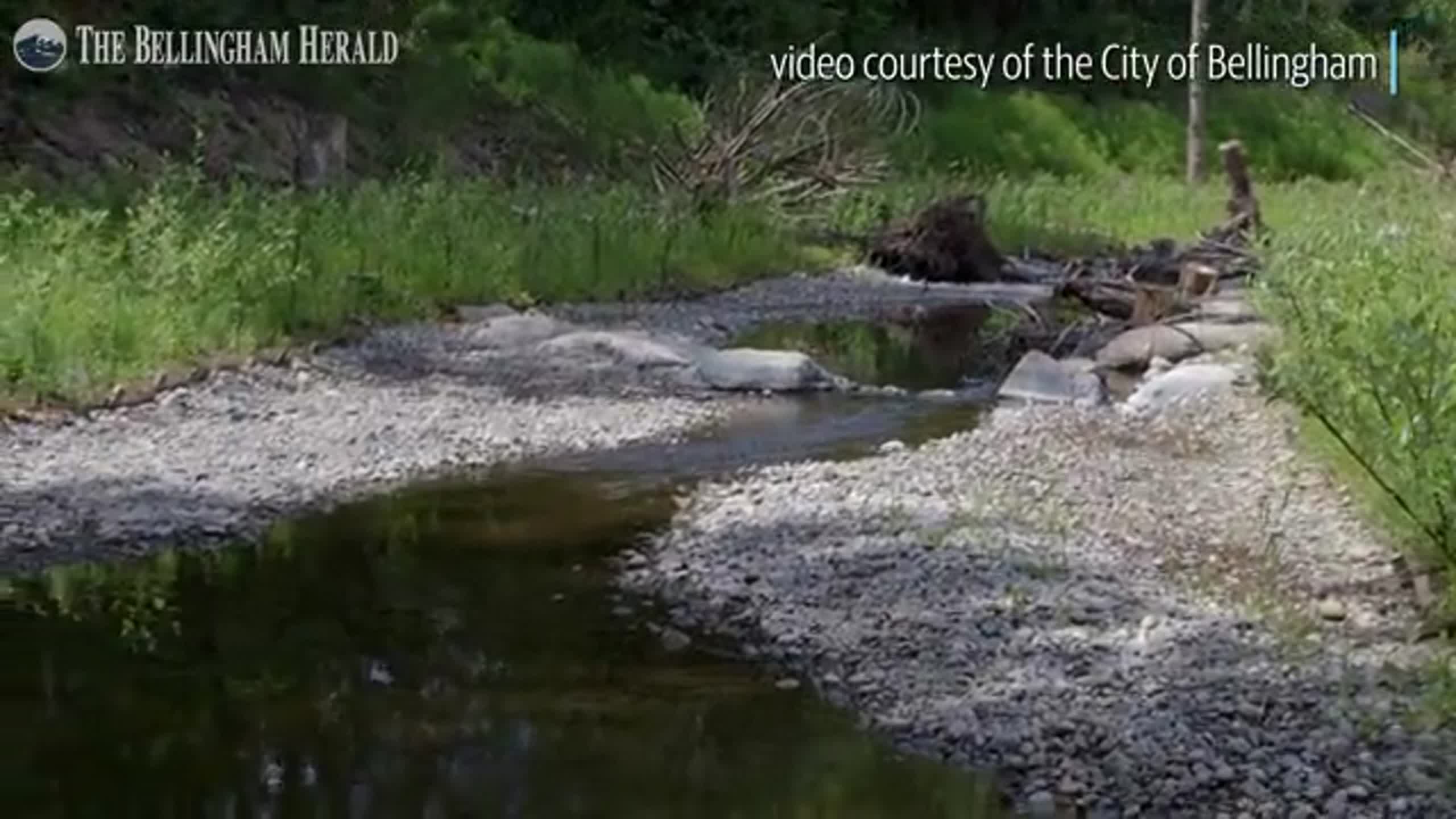 Latest News Bellingham Herald