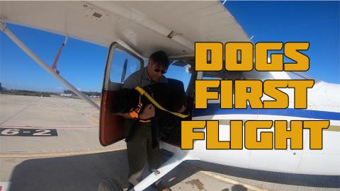 I took my Dog Flying for the First Time