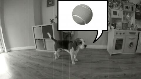 Bring Me My Shoes Charlie - Funny Dog Video