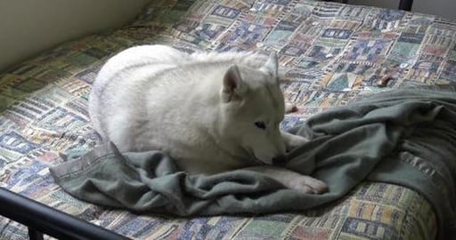 Walkies into town and back past Mack