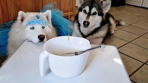 Malamute & Husky Help Cook Bacon Pancake Breakfast Pops