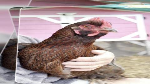 Hanging Out With My Hen