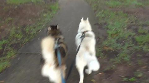 Huskies see a Doberman and want to go and play