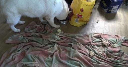 Husky's having Greek Yogurt ice blocks on hot day