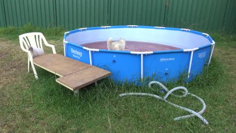 After a hard mornings walk Husky enjoys her pool