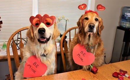 Valentine Day! Golden Retriever Dogs Are In Love With Mon...