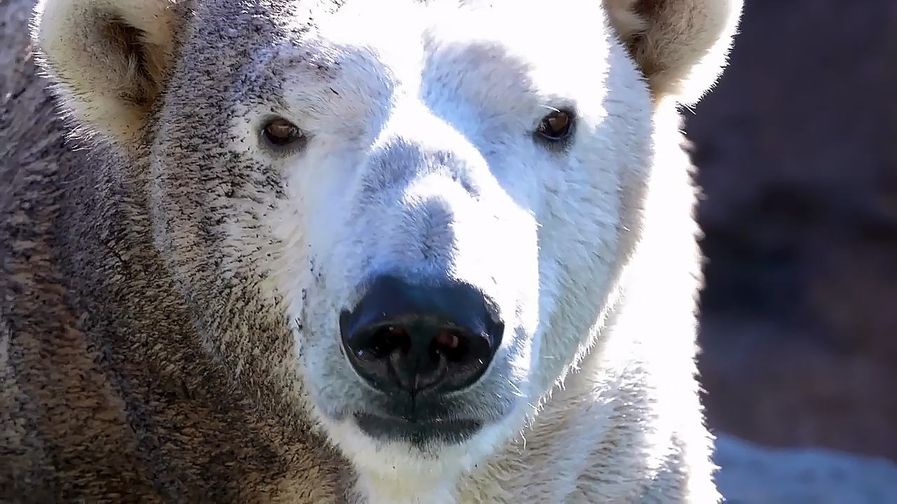 NC Zoo polar bear to meet new mate around Valentine’s Day Raleigh