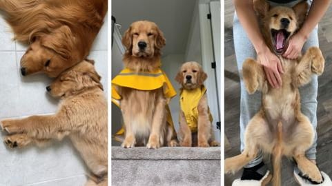 Why Does Dad Sound Like That?