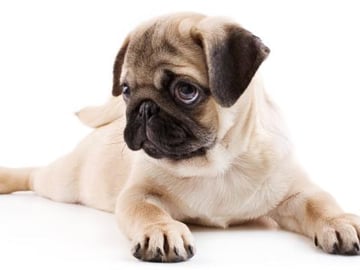 BEST DOG TRAINING Unique Dog training 