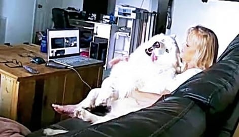 Husky Demands Cuddles With Trust Fall