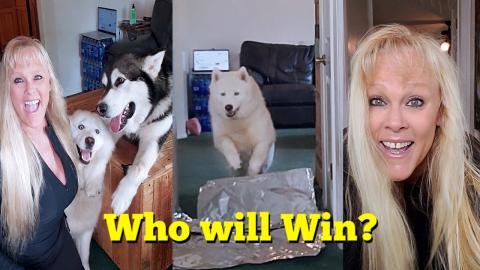 I Challenged My Husky To The Tin Foil Challenge