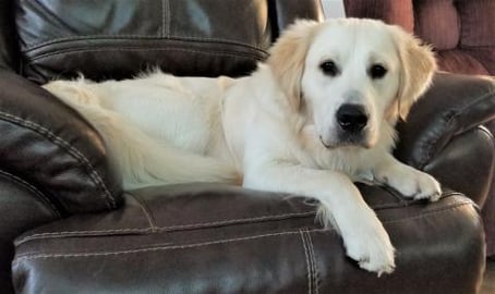 Golden Retriever Dog Reacts To The Cup Challenge!