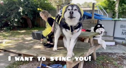 This Malamute Hates Halloween Costumes And Is So Embarras...