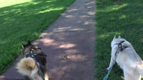 Dirty nappies, and investigating Toowoomba