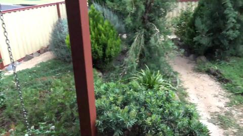 Malamute & Husky pay quick visit to mums