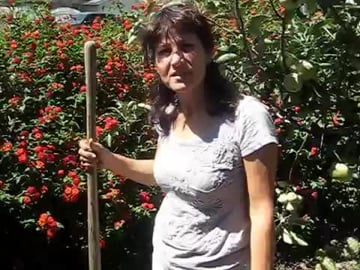 Plant Lantana Flowers in your Garden (from Cuttings)