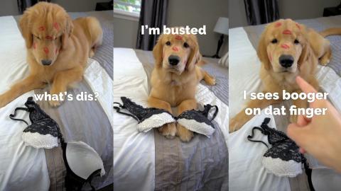 My Dog Has a Girlfriend!