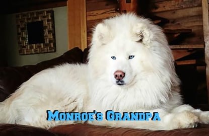 Samoyed or Husky?  DNA Results revealed!