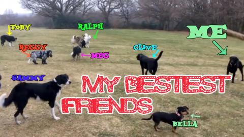 Percy the Labrador Likes to Play - This is him and his cr...