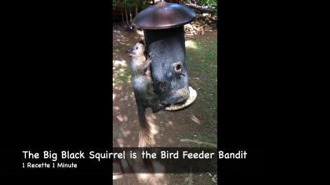 The Big Black Squirrel is the Bird Feeder Bandit (shorts)...