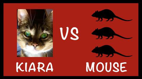Kiara vs the Mouse / Funny Cat Video 